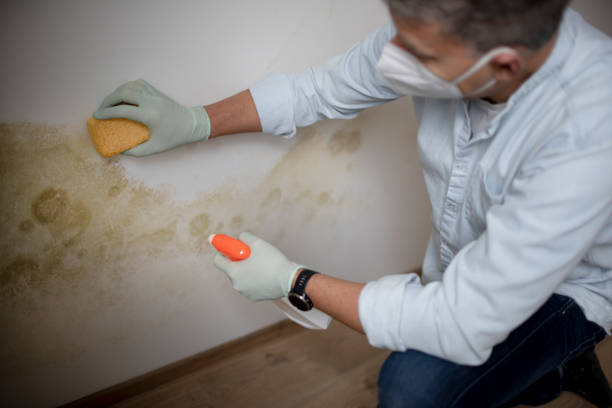 Best Mold Cleaning Services  in Seven Lakes, NC