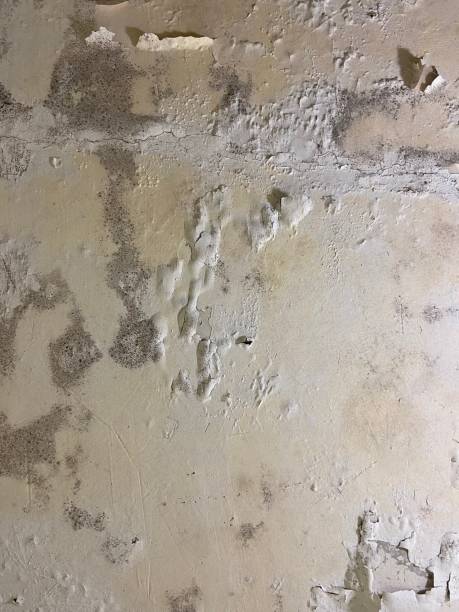 Best Mold Cleaning Services  in Seven Lakes, NC