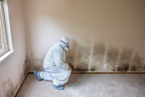 Best Local Mold Removal Service  in Seven Lakes, NC