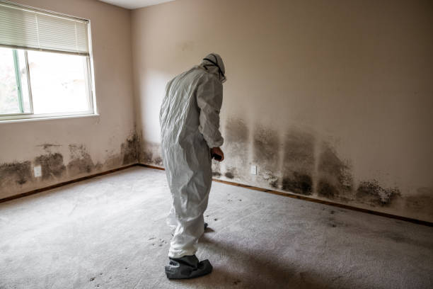 Best Mold Removal Company Near Me  in Seven Lakes, NC