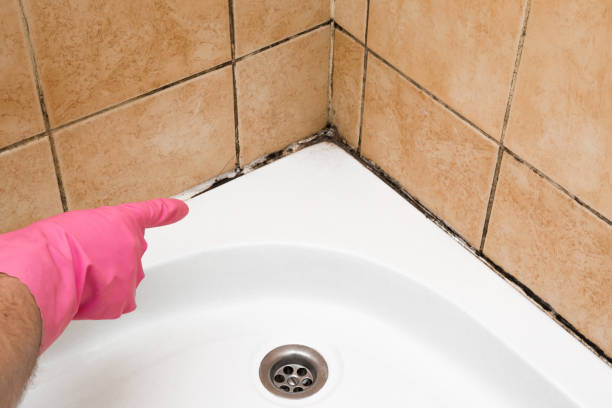 Best Mold Damage Repair  in Seven Lakes, NC